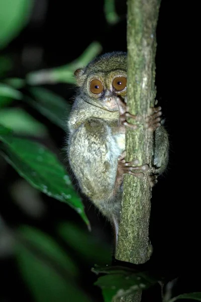 Tarsier espectral, espectro Tarsius, retrato de raros mamíferos endêmicos noturnos, pequeno primata bonito em grande árvore ficus na selva, Parque Nacional Tangkoko, Sulawesi, Indonésia, Ásia — Fotografia de Stock