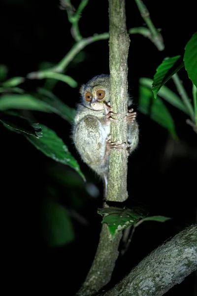 Tarsier espectral, espectro Tarsius, retrato de raros mamíferos endêmicos noturnos, pequeno primata bonito em grande árvore ficus na selva, Parque Nacional Tangkoko, Sulawesi, Indonésia, Ásia — Fotografia de Stock