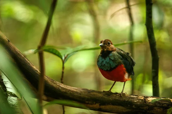 Sulawesi Brachyura (erythropitta celebensis) se nachází na větvi v indonéské džungli, endemických druzích do Indonésie, exotické ptáky v Asii, tangkoko, Sulawesi, nádherný barevný pták — Stock fotografie