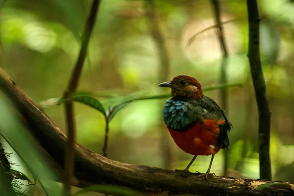 Sulawesi pitta (Erythropitta celebensis) se posa en una rama en la selva indonesia, especies endémicas de Indonesia, observación de aves exóticas en Asia, Tangkoko, Sulawesi, hermoso pájaro colorido — Foto de Stock