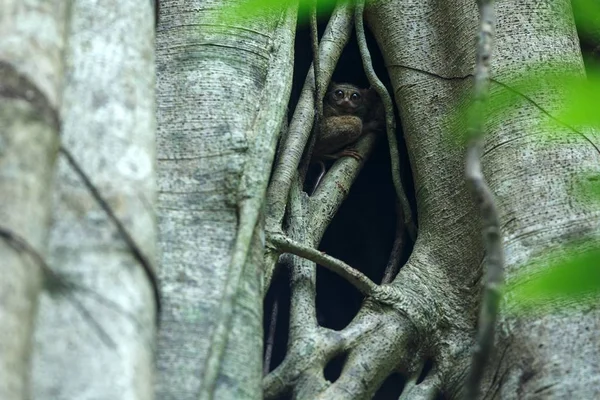 Spectrale Tarsier, Tarsius spectrum, portret van zeldzame endemische nachtelijke zoogdieren, kleine schattige primaat in grote ficusboom in de jungle, tangkoko National Park, Sulawesi, Indonesië, Azië — Stockfoto