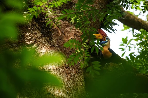 Knobbed hornbill, Aceros cassidix, fed walled female on the nest at a tree top.Tangkoko National Park, Sulawesi, Indonesia, typical animal behavior, exotic birding experience in Asia