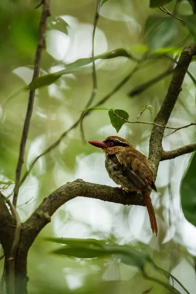 Lilac kingfisher perches on a branch in indonesian jungle,family Alcedinidae, endemic species to Indonesia, Exotic birding in Asia, Tangkoko, Sulawesi, beautiful bird in tropical forest environment — Stock Photo, Image