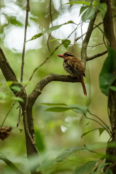 Lilac kingfisher perches on a branch in indonesian jungle,family Alcedinidae, endemic species to Indonesia, Exotic birding in Asia, Tangkoko, Sulawesi, beautiful bird in tropical forest environment