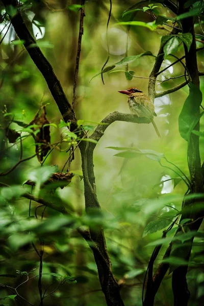 El martín pescador lila se posa en una rama en la selva indonesia, familia Alcedinidae, especies endémicas de Indonesia, observación de aves exóticas en Asia, Tangkoko, Sulawesi, hermoso pájaro en ambiente de bosque tropical —  Fotos de Stock