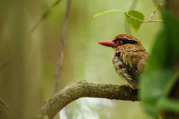 Lilac kingfisher perches on a branch in indonesian jungle,family Alcedinidae, endemic species to Indonesia, Exotic birding in Asia, Tangkoko, Sulawesi, beautiful bird in tropical forest environment — Stock Photo, Image