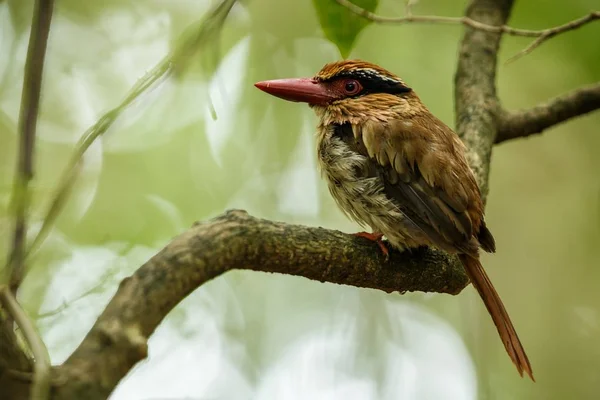 Lilac kingfisher perches on a branch in indonesian jungle,family Alcedinidae, endemic species to Indonesia, Exotic birding in Asia, Tangkoko, Sulawesi, beautiful bird in tropical forest environment — Stock Photo, Image