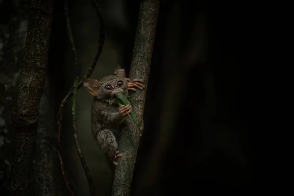 Spectral Tarsier, Tarsius, portrait de mammifères nocturnes endémiques rares essayant d'attraper et de manger des sauterelles, mignon primate dans un grand ficus dans la jungle, parc national de Tangkoko, Sulawesi, Indonésie — Photo