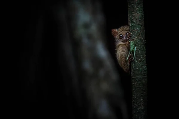 Spectrale Tarsier, Tarsius, portret van zeldzame endemische nachtelijke zoogdieren proberen te vangen en te eten Sprinkhaan, schattige primaat in grote ficusboom in de jungle, tangkoko National Park, Sulawesi, Indonesië — Stockfoto