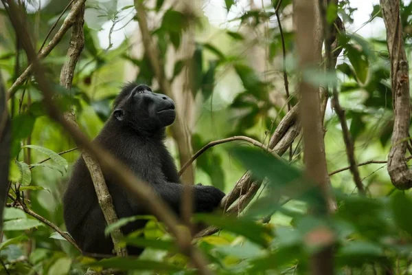 Celebes crested macaque on the branch of the tree. Close up portrait. Endemic black crested macaque or the black ape. Natural habitat. Unique mammals in Tangkoko National Park,Sulawesi. Indonesia