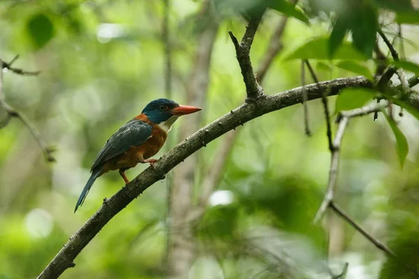 El martín pescador de espalda verde se posa en una rama en la selva indonesia, familia Alcedinidae, especies endémicas de Indonesia, observación de aves exóticas en Asia, Tangkoko, Sulawesi, hermoso pájaro colorido — Foto de Stock