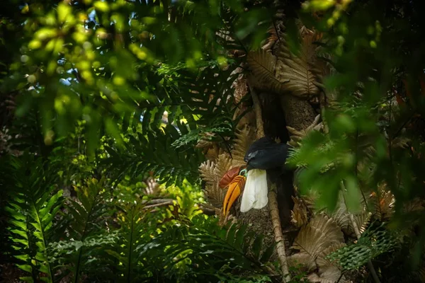 Knobbed Hornbill, Aceros cassidix, siedząc na gałęzi na szczycie drzewa w pobliżu jego gniazda. Tangkoko National Park, Sulawesi, Indonezja, typowe zachowania zwierząt, egzotyczne doświadczenie Birding w Azji, scena Wildlife — Zdjęcie stockowe