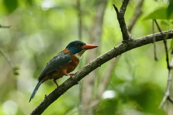 El martín pescador de espalda verde se posa en una rama en la selva indonesia, familia Alcedinidae, especies endémicas de Indonesia, observación de aves exóticas en Asia, Tangkoko, Sulawesi, hermoso pájaro colorido — Foto de Stock