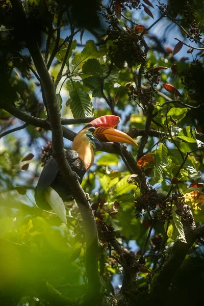 Knobbed hornbill, Aceros cassidix, sitting on branch at a tree top near its nest.Tangkoko National Park, Sulawesi, Indonesia, typical animal behavior, exotic birding experience in Asia,wildlife scene