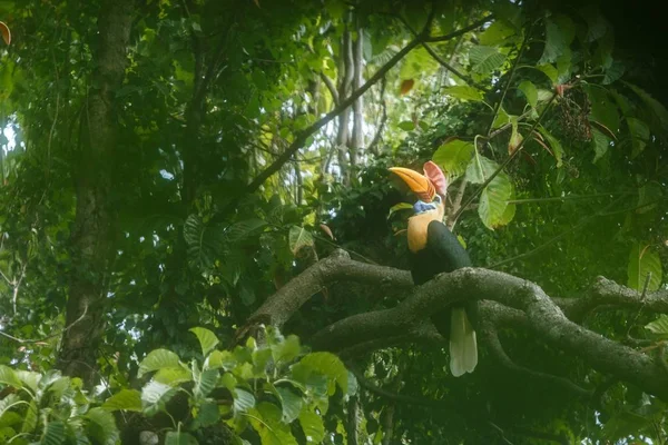 Knobbed hornbill, Aceros cassidix, sitting on branch at a tree top near its nest.Tangkoko National Park, Sulawesi, Indonesia, typical animal behavior, exotic birding experience in Asia,wildlife scene