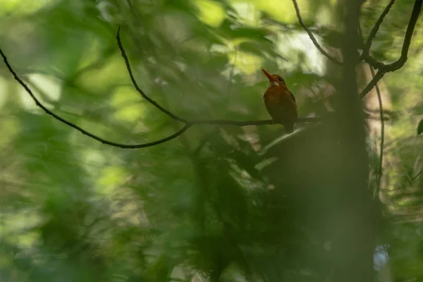 Dvärg Sulawesi Kingfisher (Ceyx fallax) sittpinnar på en filial i indonesisk djungel, familj Alcedinidae, endemiska arter till Indonesien, exotisk fågelskådning i Asien, tangkoko, Sulawesi, vackra färgglada fågel — Stockfoto