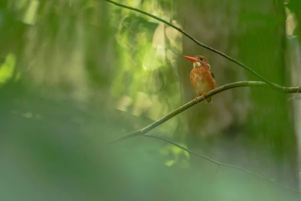 Dwarf sulawesi kingfisher (Ceyx fallax) poleiros em um ramo na selva indonésia, família Alcedinidae, espécies endêmicas para a Indonésia, aves exóticas na Ásia, Tangkoko, Sulawesi, belo pássaro colorido — Fotografia de Stock