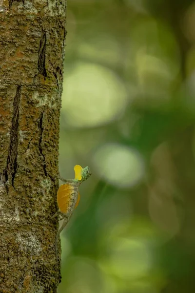 Draco volans, el dragón volador común en el árbol en el Parque Nacional de Tangkoko, Sulawesi, es una especie de lagarto endémico del sudeste asiático. lagarto en la naturaleza salvaje, hermoso lagarto colorido — Foto de Stock