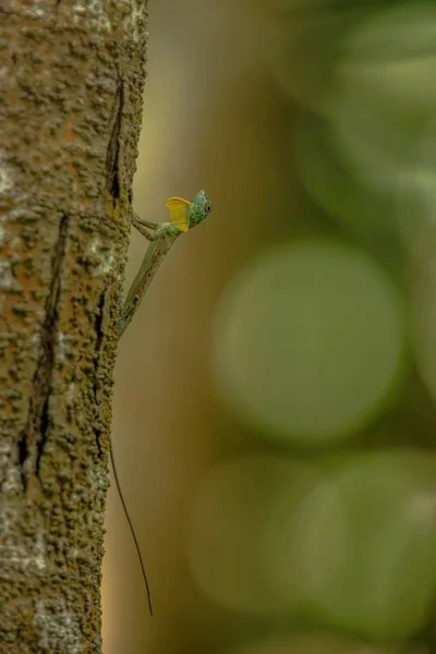 Draco volans, распространённый летающий дракон на дереве в Национальном парке Танкоко, Сулавеси, является видом ящериц, эндемичных для Юго-Восточной Азии. ящерица в дикой природе, красивая красочная ящерица — стоковое фото