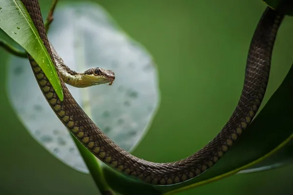 La serpiente común en el árbol en el Parque Nacional de Tangkoko, Sulawesi, viaje de aventura exótica en el sudeste asiático — Foto de Stock