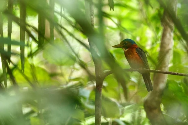 Yeşil destekli kingfisher Endonezya orman, aile Alcedinidae, Endonezya endemik türler, Asya egzotik kuş, Tangkoko, Sulawesi, güzel renkli kuş bir dalı üzerinde tüneyen — Stok fotoğraf