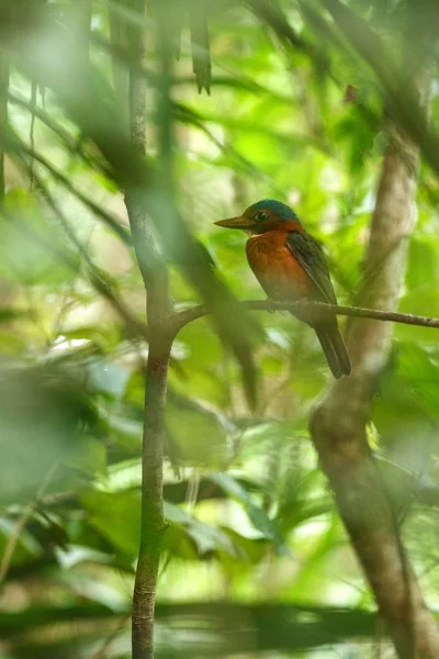 O kingfisher verde-suportado poleiros em um ramo na selva indonésia, família Alcedinidae, espécies endêmicas para a Indonésia, aves exóticas na Ásia, Tangkoko, Sulawesi, belo pássaro colorido — Fotografia de Stock