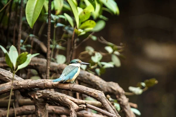 The sacred kingfisher (Todiramphus sanctus) perches on a branch in mangrove bush, family Alcedinidae, endemic species to Indonesia, Exotic birding in Asia, Tangkoko, Sulawesi, beautiful colorful bird