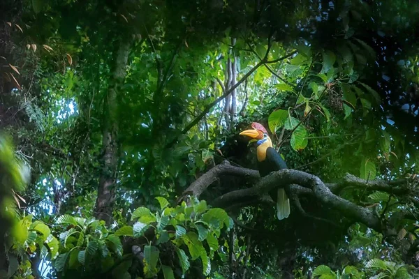 Knobbed Hornbill, Aceros cassidix, siedząc na gałęzi na szczycie drzewa w pobliżu jego gniazda. Tangkoko National Park, Sulawesi, Indonezja, typowe zachowania zwierząt, egzotyczne doświadczenie Birding w Azji, scena Wildlife — Zdjęcie stockowe