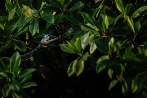 Blå-eared Kingfisher (Alcedo meninting) sittpinnar på en filial i Mangrove Bush, familj Alcedinidae, endemiska arter till Indonesien, exotiska fågelskådning i Asien, tangkoko, Sulawesi, vackra färgglada fågel — Stockfoto