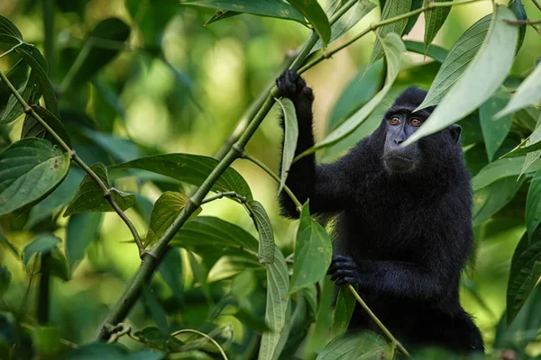 Small cute baby macaque on the branch of the tree in rainforest. Close up portrait. Endemic black crested macaque or the black ape. Unique mammals in Tangkoko National Park,Sulawesi. Indonesia