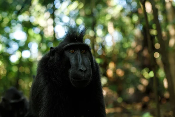 Celebes kuif makaak op zoek naar de camera. Close-up portret. Endemische zwarte kuif makaak of zwarte aap. Natuurlijke habitat. Unieke zoogdieren in Tangkoko National Park, Sulawesi. Indonesië — Stockfoto