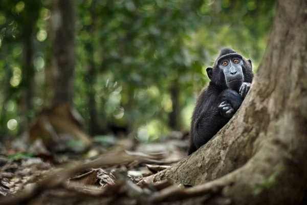 Jonge kuifmakaak die nieuwsgierig naar de camera in de jungle kijkt. Sluit het portret. Endemische zwarte kuifmakaak. Natuurlijke habitat. Unieke zoogdieren in Tangkoko National Park, Sulawesi. Indonesië — Stockfoto