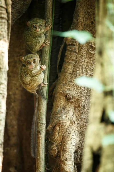 Família de tarsiers espectrais, espectro Tarsius, retrato de raros mamíferos endêmicos noturnos, pequeno primata bonito em grande árvore ficus na selva, Parque Nacional Tangkoko, Sulawesi, Indonésia, Ásia — Fotografia de Stock