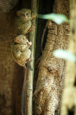 Spektral tarsiers ailesi, Tarsius spektrum, nadir endemik noktürdal memelilerin portresi, ormanda büyük ficus ağacında küçük sevimli primat, Tangkoko Milli Parkı, Sulawesi, Endonezya, Asya