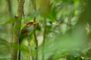 Cüce sulawesi kingfisher (Ceyx fallax) Endonezya orman bir şube tüneyen, aile Alcedinidae, Endonezya endemik türler, Asya egzotik kuş, Tangkoko, Sulawesi, güzel renkli kuş