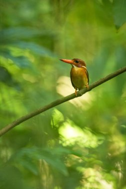 Cüce sulawesi kingfisher (Ceyx fallax) Endonezya orman bir şube tüneyen, aile Alcedinidae, Endonezya endemik türler, Asya egzotik kuş, Tangkoko, Sulawesi, güzel renkli kuş