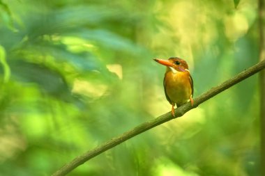 Cüce sulawesi kingfisher (Ceyx fallax) Endonezya orman bir şube tüneyen, aile Alcedinidae, Endonezya endemik türler, Asya egzotik kuş, Tangkoko, Sulawesi, güzel renkli kuş