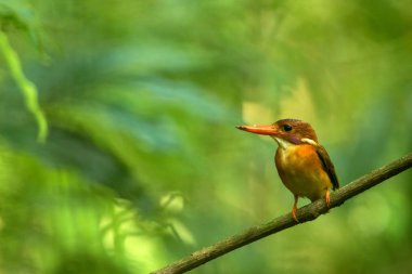 Cüce sulawesi kingfisher (Ceyx fallax) Endonezya orman bir şube tüneyen, aile Alcedinidae, Endonezya endemik türler, Asya egzotik kuş, Tangkoko, Sulawesi, güzel renkli kuş