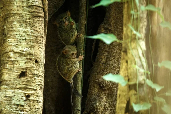 Famille des tarsiers spectraux, spectre Tarsius, portrait de mammifères nocturnes endémiques rares, petit primate mignon dans un grand ficus dans la jungle, parc national du Tangkoko, Sulawesi, Indonésie, Asie — Photo