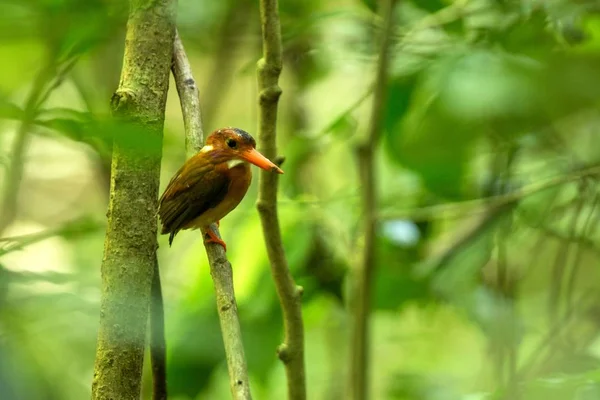 Dwarf sulawesi kingfisher (Ceyx fallax) perches on a branch in indonesian jungle, family Alcedinidae, endemic species to Indonesia, Exotic birding in Asia, Tangkoko, Sulawesi, beautiful colorful bird — Foto de Stock