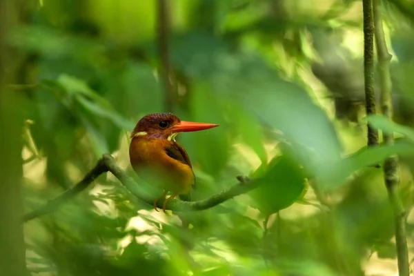 Dwarf sulawesi kingfisher (Ceyx fallax) perches on a branch in indonesian jungle, family Alcedinidae, endemic species to Indonesia, Exotic birding in Asia, Tangkoko, Sulawesi, beautiful colorful bird — Foto de Stock