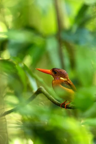 Dwarf sulawesi kingfisher (Ceyx fallax) perches on a branch in indonesian jungle,family Alcedinidae, endemic species to Indonesia, Exotic birding in Asia, Tangkoko, Sulawesi, beautiful colorful bird — Stock Photo, Image