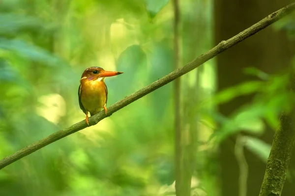 ドワーフスラウェシカワウ(セイクス・ファラックス)は、インドネシアのジャングルの枝に突き刺さり、家族アルセディニダイ、インドネシアに固有種、アジアのエキゾチックな鳥類、タンココ、スラウェシ、美しいカラフルな鳥 — ストック写真