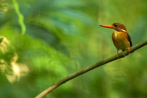 Dwarf sulawesi kingfisher (Ceyx fallax) poleiros em um ramo na selva indonésia, família Alcedinidae, espécies endêmicas para a Indonésia, aves exóticas na Ásia, Tangkoko, Sulawesi, belo pássaro colorido — Fotografia de Stock