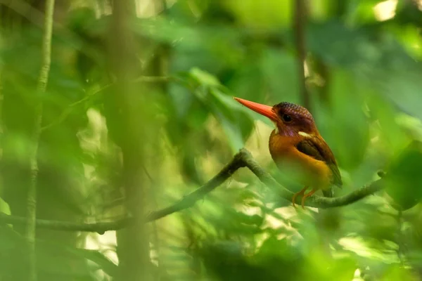 Dwarf sulawesi kingfisher (Ceyx fallax) perches on a branch in indonesian jungle,family Alcedinidae, endemic species to Indonesia, Exotic birding in Asia, Tangkoko, Sulawesi, beautiful colorful bird — Stock Photo, Image