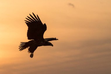 Ak kuyruklu kartal uçuş, Hokkaido, Japonya, gündoğumu, görkemli deniz Kartal, yaban hayatı sahne, duvar kağıdı, kartal silüeti bulutlarda ile renkli gökyüzü karşı uçan kartal kuş siluet izole.