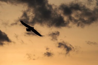 Ak kuyruklu kartal uçuş, Hokkaido, Japonya, gündoğumu, görkemli deniz Kartal, yaban hayatı sahne, duvar kağıdı, kartal silüeti bulutlarda ile renkli gökyüzü karşı uçan kartal kuş siluet izole.