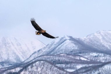 White-tailed eagle flying in front of winter mountains scenery in Hokkaido, Bird silhouette. Beautiful nature scenery in winter. Mountain covered by snow, glacier. Panoramatic view, Japan