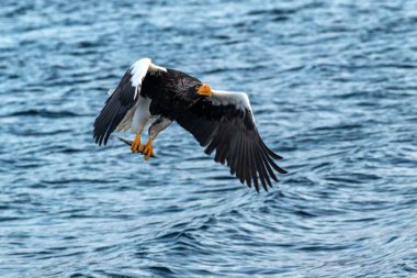 Uçuş Steller deniz kartalı, sadece Hokkaido, Japonya, bir balık ile kartal sudan koparılmış bir balık ile kartal bir deniz, görkemli deniz kartalı, Asya'da egzotik kuş