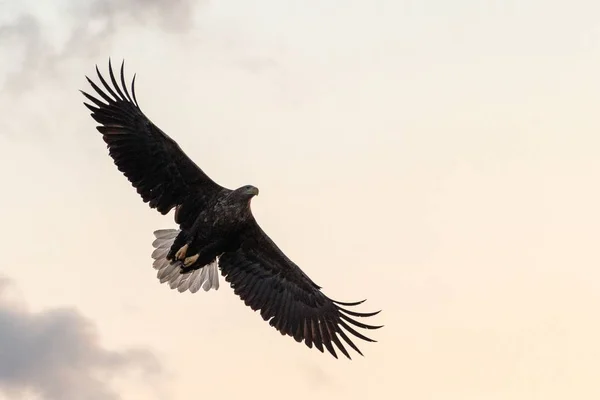 Θαλασσαετός κατά την πτήση, αετό που πετάει κατά πολύχρωμο ουρανό με σύννεφα στο Χοκάιντο, Ιαπωνία, σιλουέτα του αετού στο sunrise, μαγευτική θάλασσα αετός, σκηνή άγριας φύσης, ταπετσαρία, πουλί απομονωμένη σιλουέτα — Φωτογραφία Αρχείου